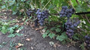 ГФ винограда  Раджа 2022  Бурдак А В