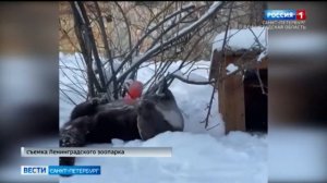 В Ленинградском зоопарке выдра Финик радуется снегу и морозам