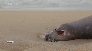 Ученые выяснили, почему погибли тюлени на Каспии в 2022 году