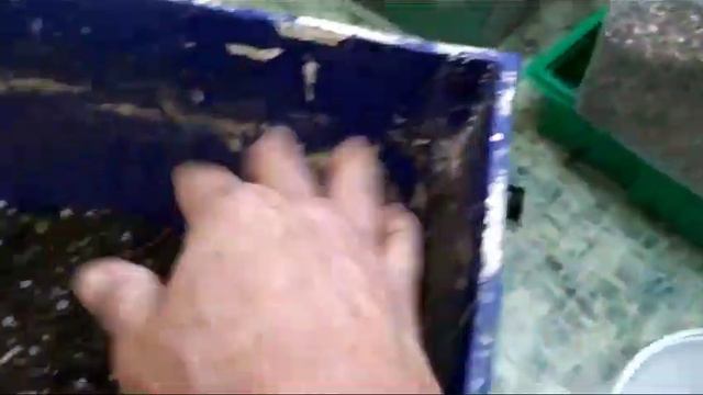 Черенки пеларгонии. Перевалка из перлита. смотреть онлайн