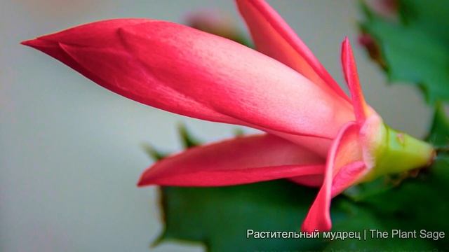СУПЕР УДОБРЕНИЕ ДЛЯ ОБИЛЬНОГО ЦВЕТЕНИЯ ДЕКАБРИСТА | FERTILIZER FOR FLOWERING OF CHRISTMAS CACTUS