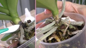 Орхидея БАБОЧКА, ГНИЕТ СТВОЛ.