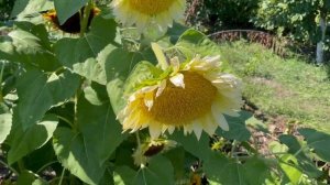 Подсолнух декоративный Белый облегченный