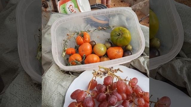 Виноград в Приморском Крае! Виноград и Томаты, как же им досталось ?♂️