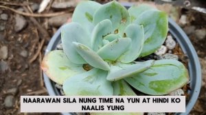 Bottom Watering My Succulents @growwithlynn5939 #bottomwatering #succulentcare #多肉植物 #多肉植物栽培 #龍舌蘭