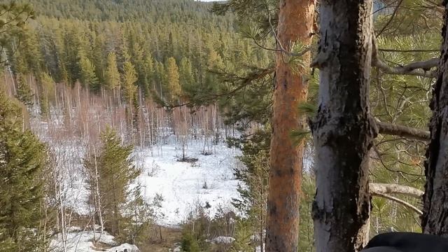 Добыть медведя в Бурятии весной. Май 2023. Охота за крупным медведем. смотреть онлайн
