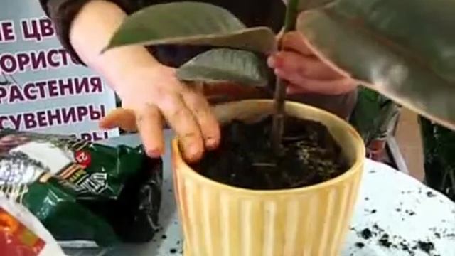 Весенняя пересадка комнатных цветов! смотреть онлайн