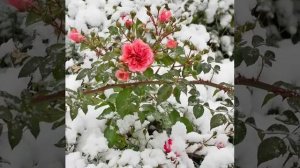 Евгений  Коновалов *Елена  будешь  ты моею *