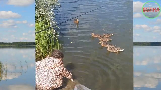 Утки любят кукурузу Ducks love corn