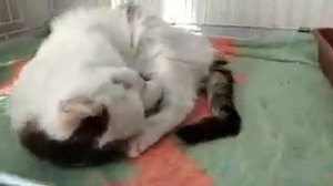 Соломон  21 06 19