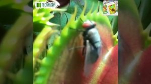 Мухоловка Голодная Пасть Набор для выращивания (Венерина мухоловка Дионея Dionaea muscipula)