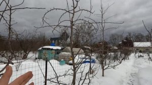 Формировка груши, оптимальная форма кроны. Деревья 10 и более лет! Сортовые особенности.