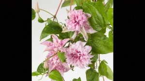 НОВИНКА!!! Клематис MULTI PINK