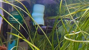 Видео 4: Кристально чистая "родниковая" вода в аквариуме. 2 внешних фильтра в одном.Рыбки.Акваскейп