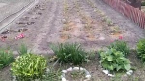 Посадка кабачков / Обработка грядок табачной пылью