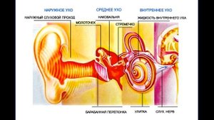 7 фактов о рептилоидах среди людей
