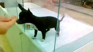 Дрессировка чихуа хуа 2,5месяца.