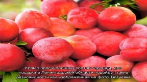 Черешня для Ленинградской области: сорта, особенности посадки и ухода
