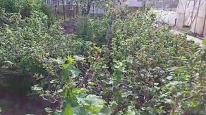 полукультурки  цветут в Сибири