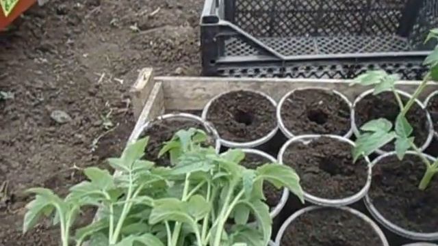 САМЫЙ СКОРОСПЕЛЫЙ ТОМАТ СОРТ РЕНЕТ -  ОБЗОР РАССАДЫ  Видео Ольги Черновой