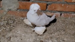 Сельские голуби. 2 02 2023 года. Голуби северокавказские, город Ипатово, 8 962 429 84 17.