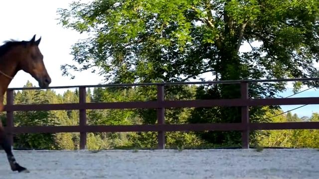 BENEDICTE & COSTA - tackless jumping смотреть онлайн