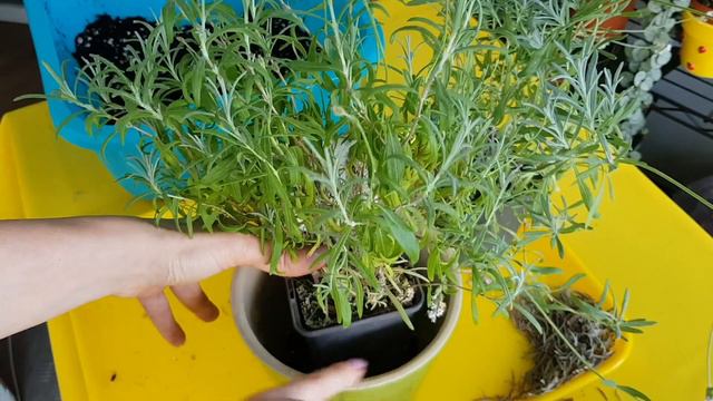 LAVENDER PROBLEMS | Transplanting Lavender Seedlings | What is Wrong With My Lavender смотреть онлайн