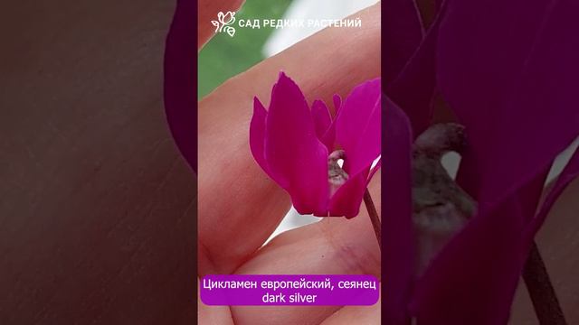 Цикламен европейский dark silver #цветы #cyclamen #цикламен #цикламеневропейский #растения