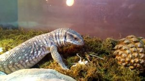 Капский варан ужинает после купания