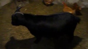 В чем смысл содержания камерунских коз. Мое мнение )