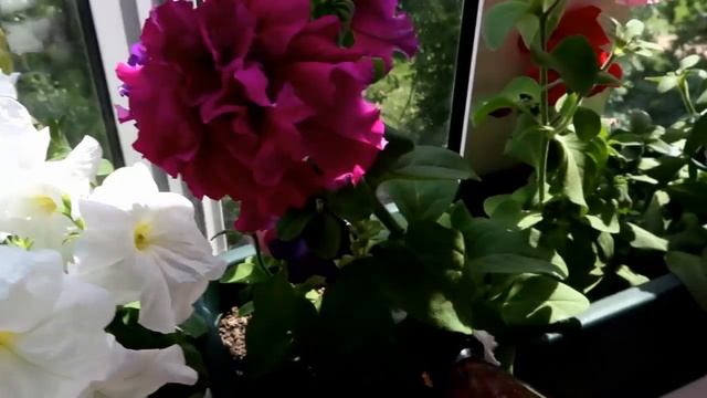 УНИВЕРСАЛЬНЫЙ РЕЦЕПТ пышного ЦВЕТЕНИЯ петуний смотреть онлайн