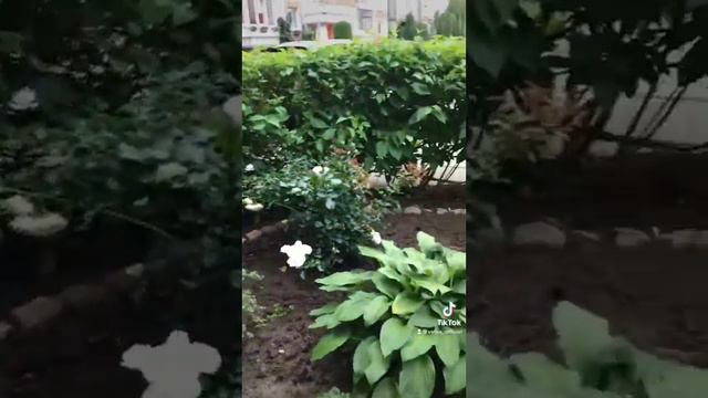 Красивые цветущие кусты смотреть онлайн