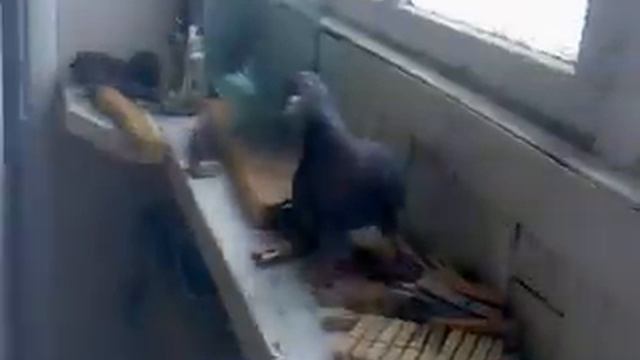 Голубь :О смотреть онлайн