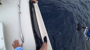 Тропическая рыба Махи-Махи Владивосток. Подводная охота.