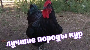 Джерсийский Гигант. Породистые куры. В гостях у Петеньки.