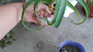 ПРОПАДАЕТ ТОЛСТЯНКА, ДЕНЕЖНОЕ ДЕРЕВО!!! МУЧНИСТАЯ РОСА????ГОРЕ-ЦВЕТОВОД.