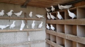 Голуби Русские почтовые  выставочные .  ( Московские белые )