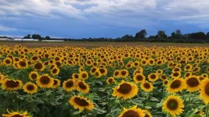 Sunflower Field TimeLapse