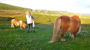 Самые Дорогие Породы Лошадей