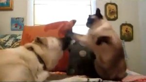 Драка Кот и Собака! Кто кого
