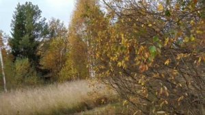 Нина Зорихина.Стихи о родной деревне Ново-Шангское.