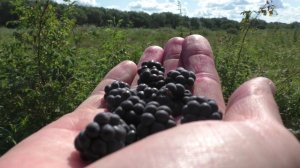 СБОР ЕЖЕВИКИ! Ежевики видимо-невидимо! Ежевика полевая!
