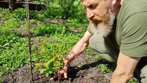 Результаты обрезки жимолости на пенёк. Цветение АВРОРЫ!