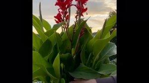 Canna indica. Канна индийская, уход, цветение.