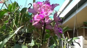 ОРХИДЕИ ВАНДА АСКОСЕНДА, КАТТЛЕЯ..C. Monte Elegante 'Richards' x