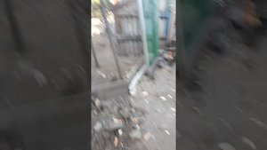 Соединяем двухмесячных цыплят с курями.
