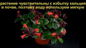Эсхинантус (Aeschynanthus).Правила ухаживание в домашних условиях.размножение.