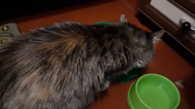 Клёпа - Ужинает