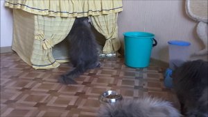 Кошки мейн-кун очень забавно общаются, разговаривают между собой.