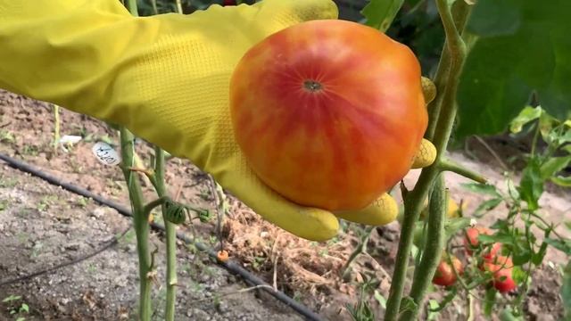 Эти томаты я буду высаживать ВСЕГДА. Лучшие томаты моей теплицы. смотреть онлайн